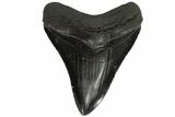 Fossil Megalodon Tooth - Serrated Blade #88660-1